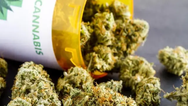 Suszek konopi medycznej wysypuje się z żółtego pojemnika. Na etykiecie widnieje napis "CANNABIS".